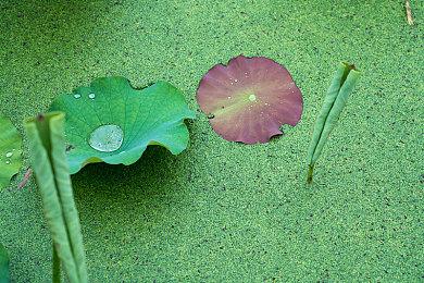 《夏目友人帐 ～叶月之记～》今日发售！发售纪念PV公开，Steam9折优惠！